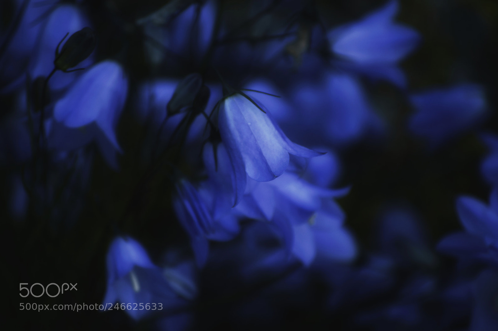 Nikon D7200 sample photo. Untitled photography