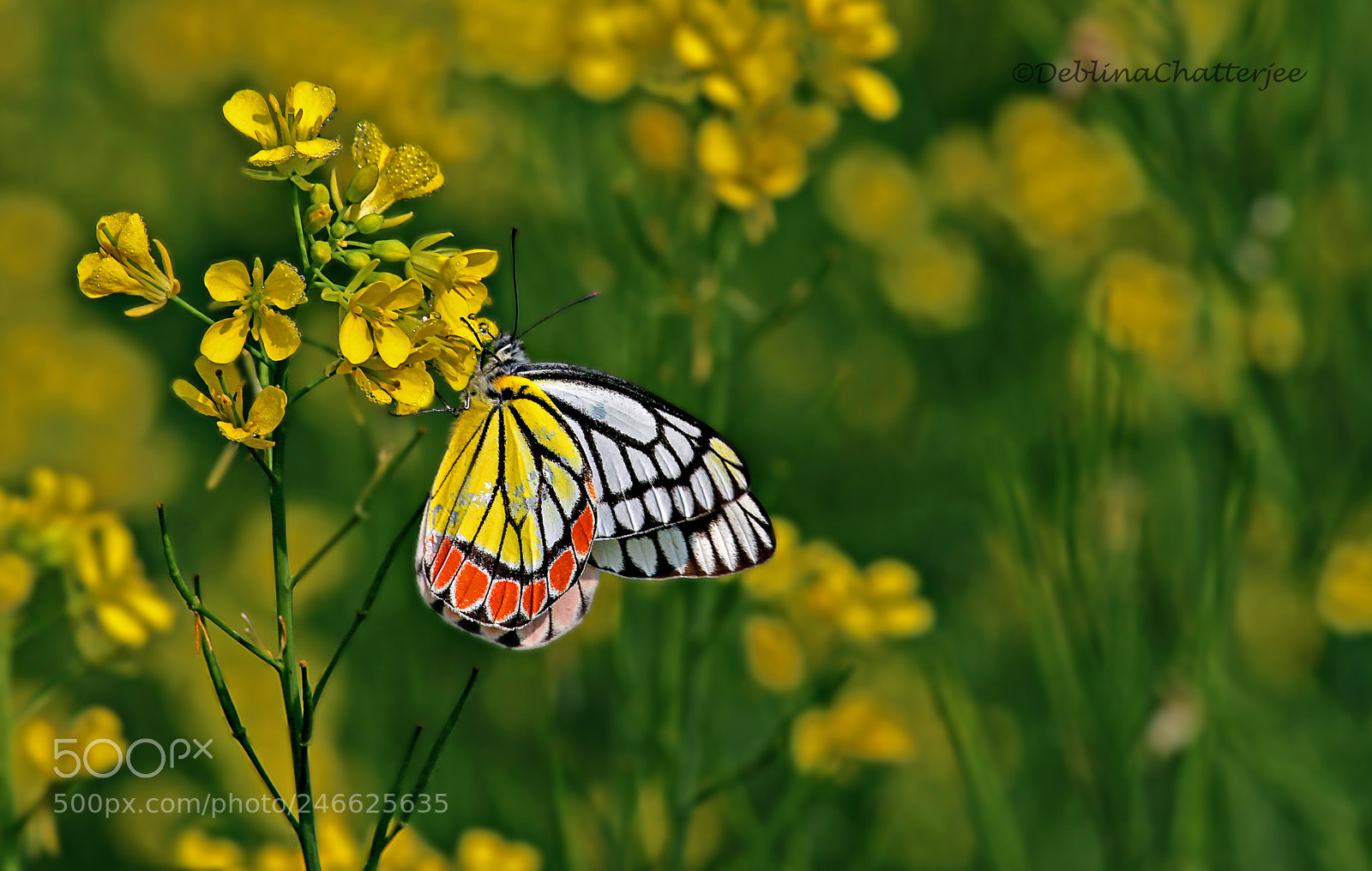 Canon EOS 700D (EOS Rebel T5i / EOS Kiss X7i) sample photo. Butterfly photography