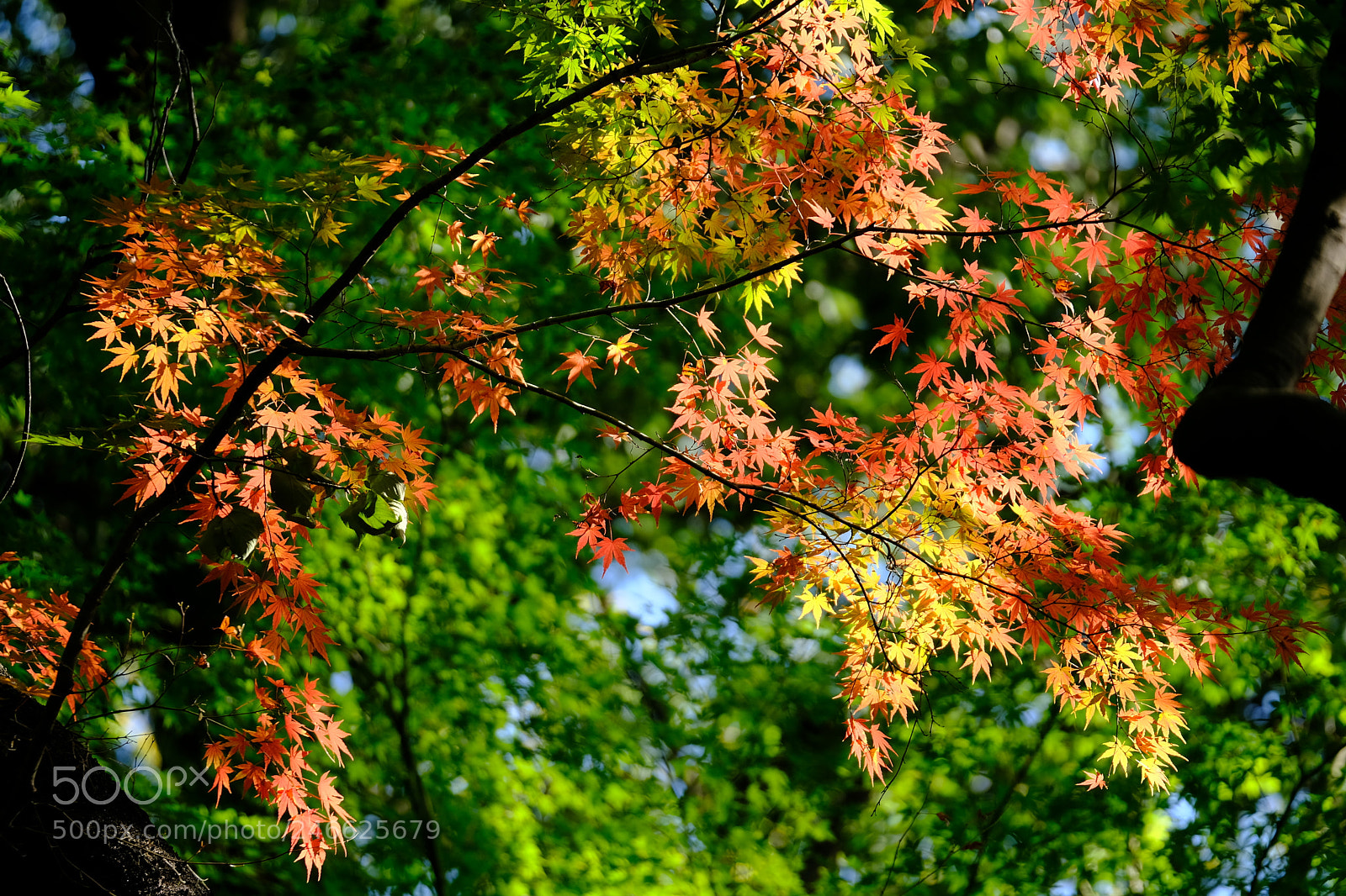 Fujifilm X-H1 sample photo. Life photography