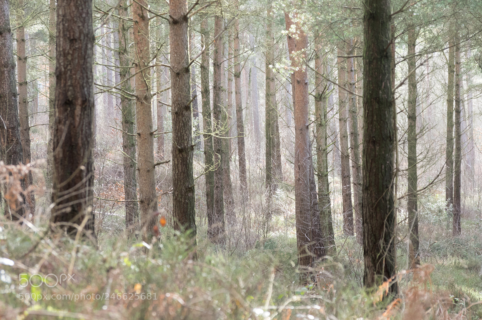 Pentax K-3 sample photo. The forest photography