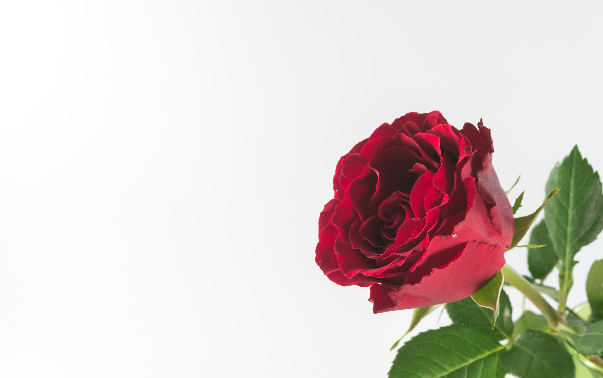 Samsung NX100 sample photo. Red rose photography