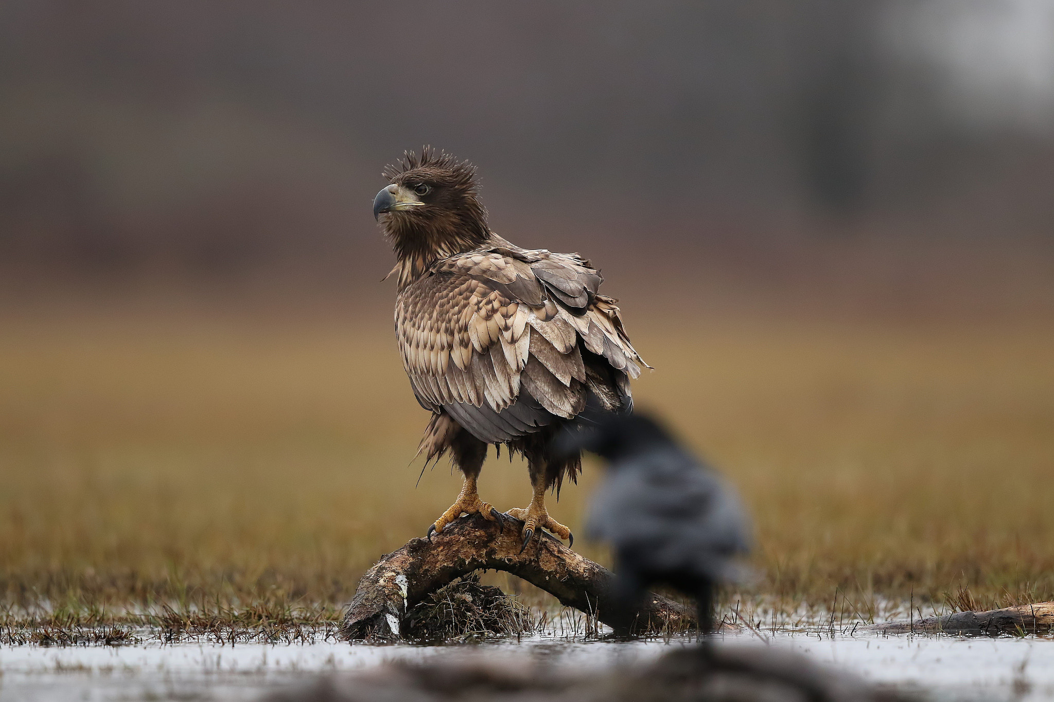 Canon EF 500mm F4L IS II USM sample photo. Sea eagle photography