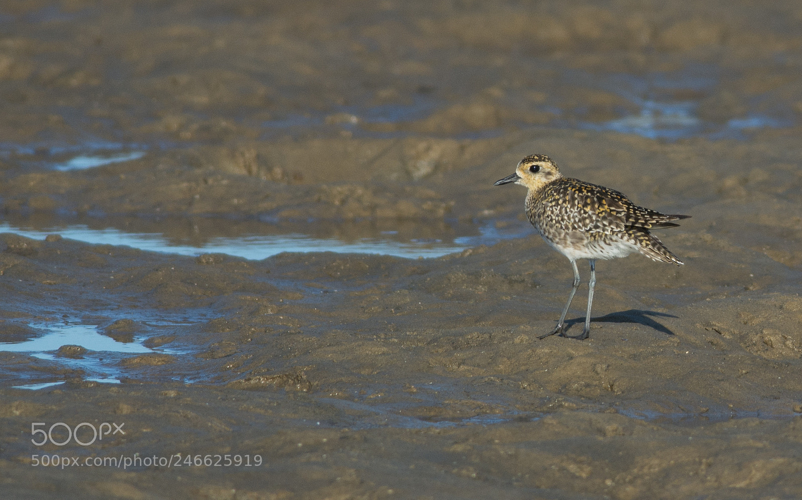 Nikon D7100 sample photo. Golden plover photography