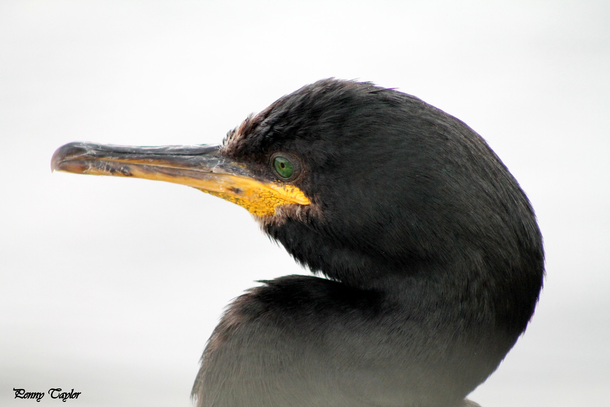 Canon EOS 1100D (EOS Rebel T3 / EOS Kiss X50) + EF75-300mm f/4-5.6 sample photo. Is this my best side? photography
