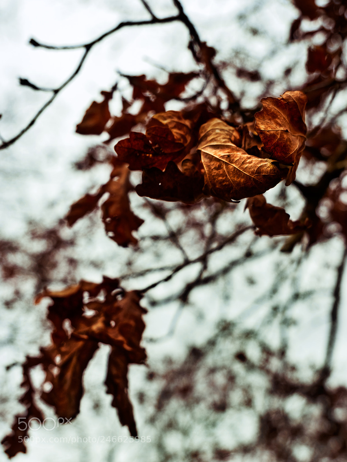 Olympus OM-D E-M5 sample photo. Last stand photography