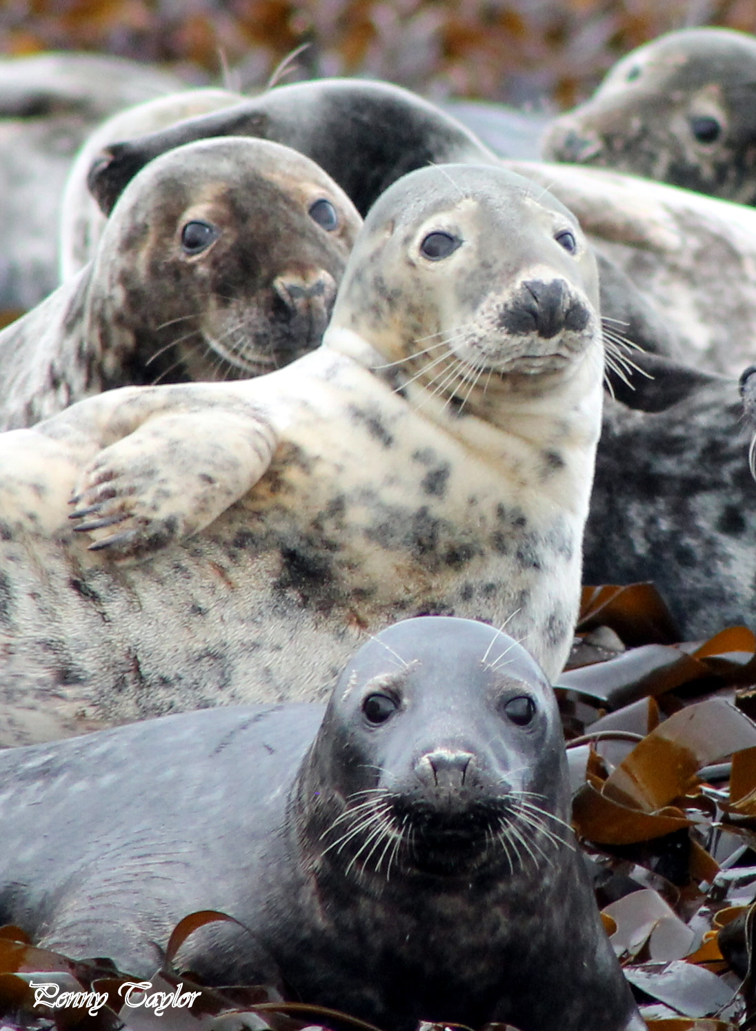 Canon EOS 1100D (EOS Rebel T3 / EOS Kiss X50) + EF75-300mm f/4-5.6 sample photo. Grey seals photography