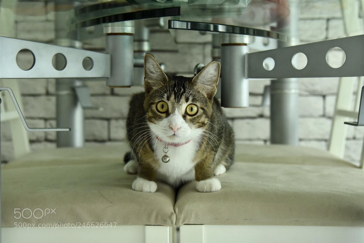 Nikon D7200 sample photo. Stop and stare. photography