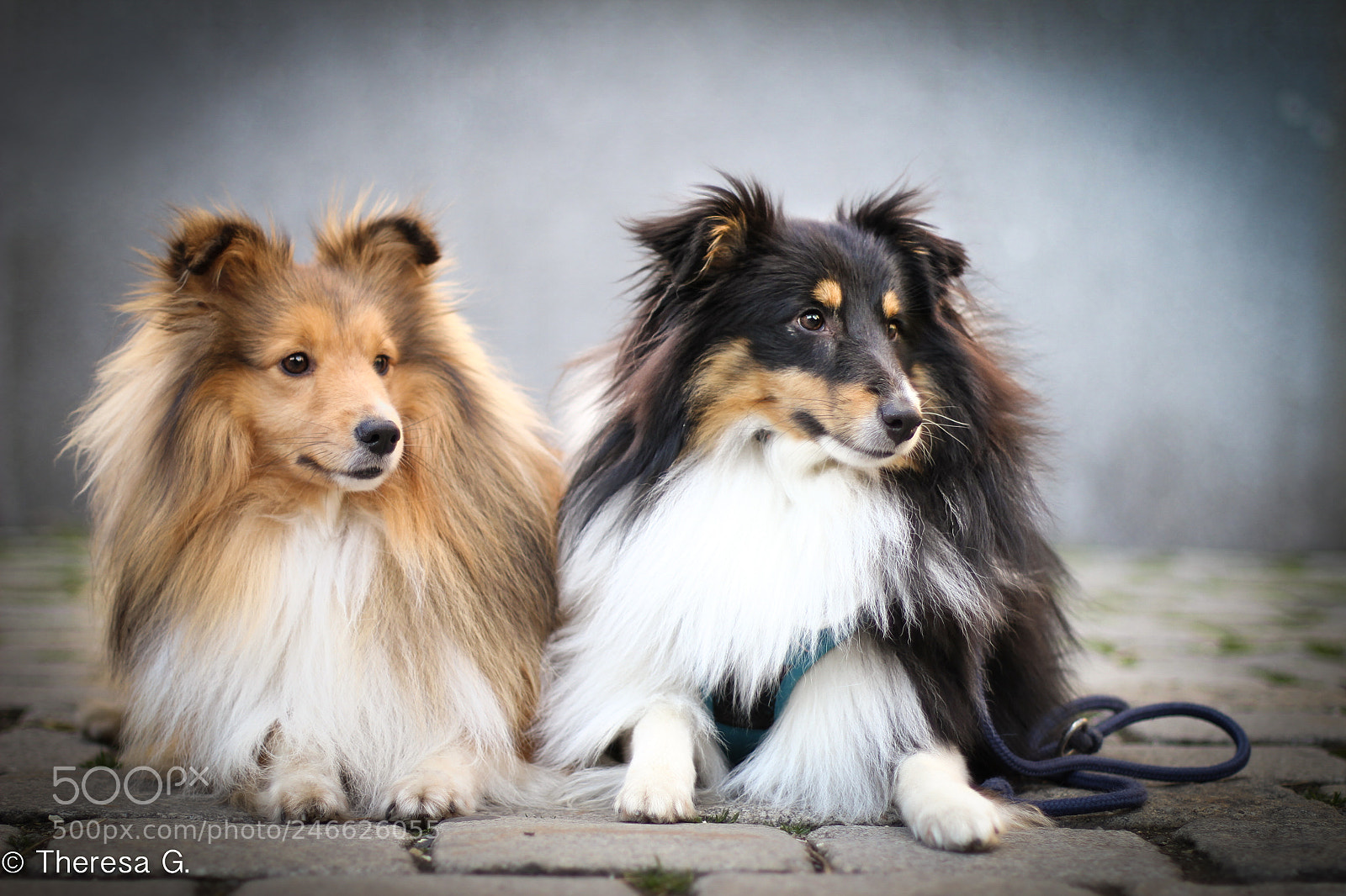 Canon EOS 7D sample photo. Friendship of dogs (winter 2018) photography
