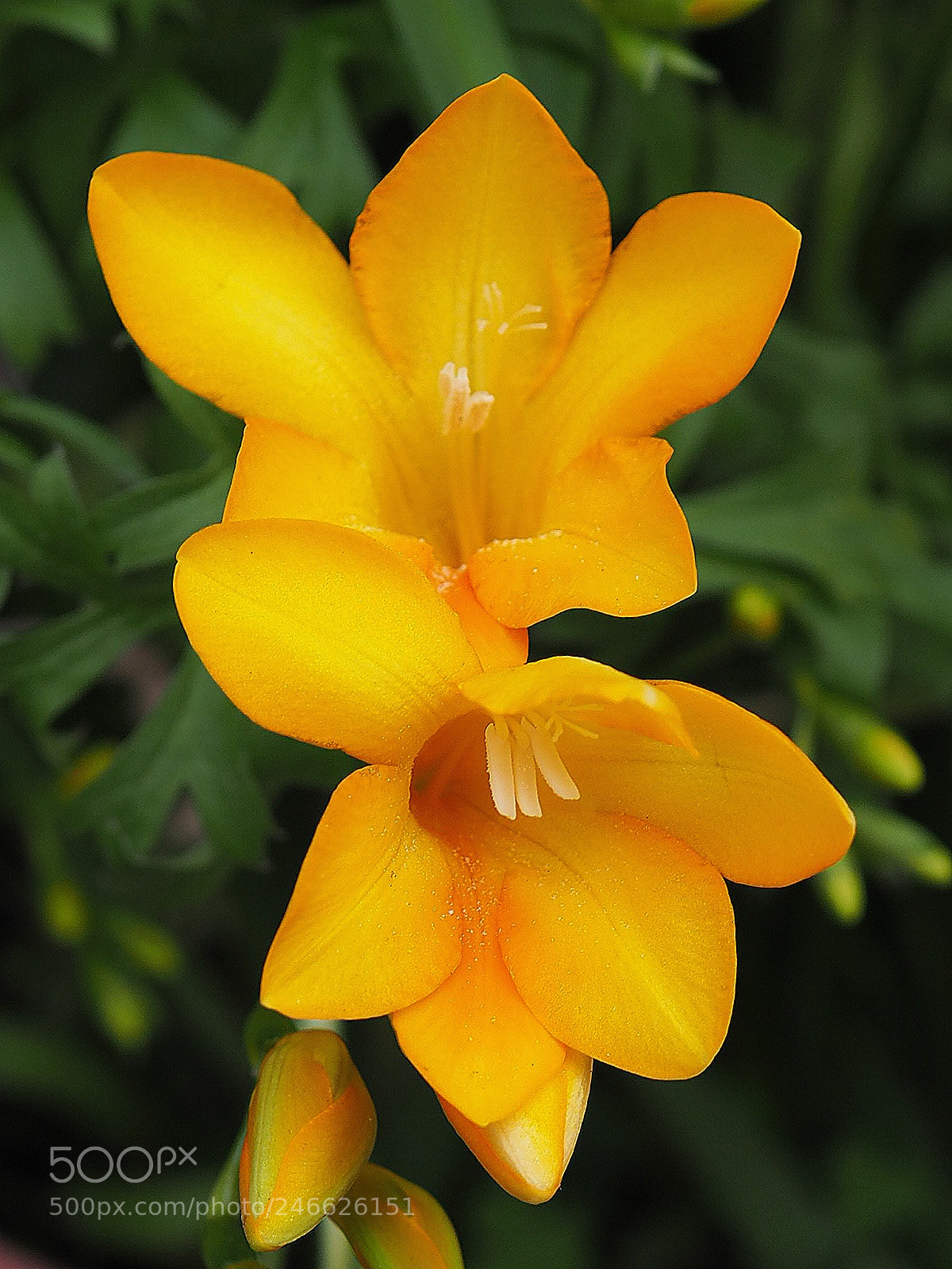 Olympus OM-D E-M10 II sample photo. In yellow. photography