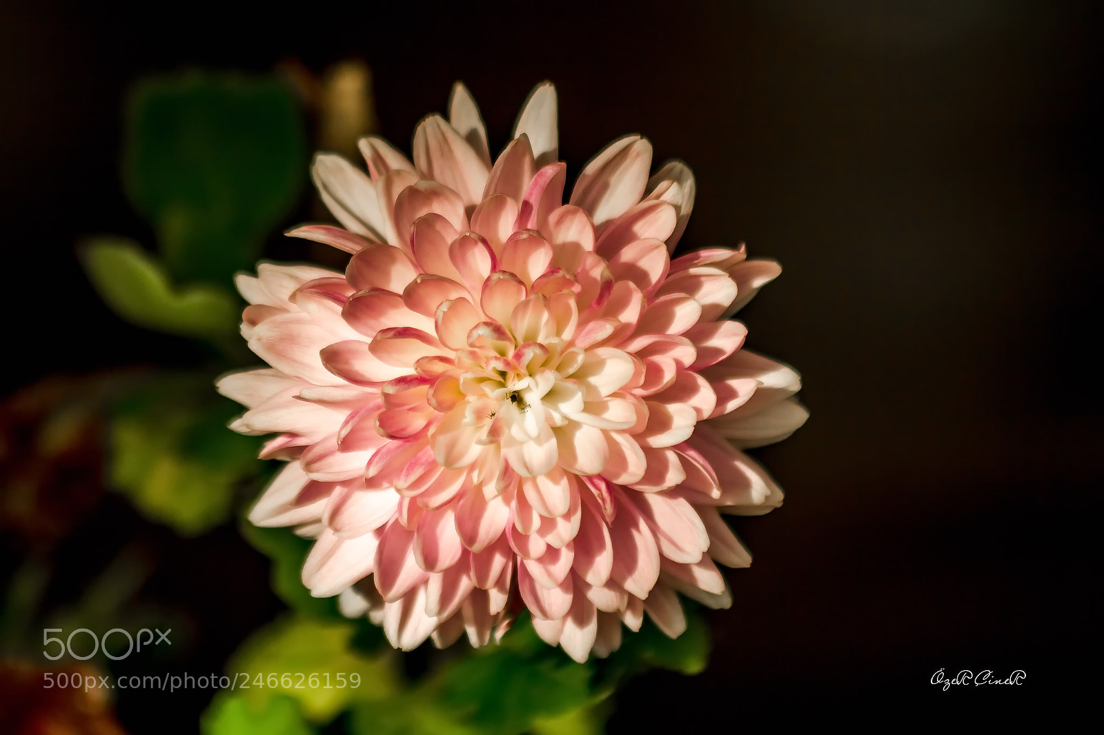 Canon EOS 7D sample photo. Chrysanthemum photography
