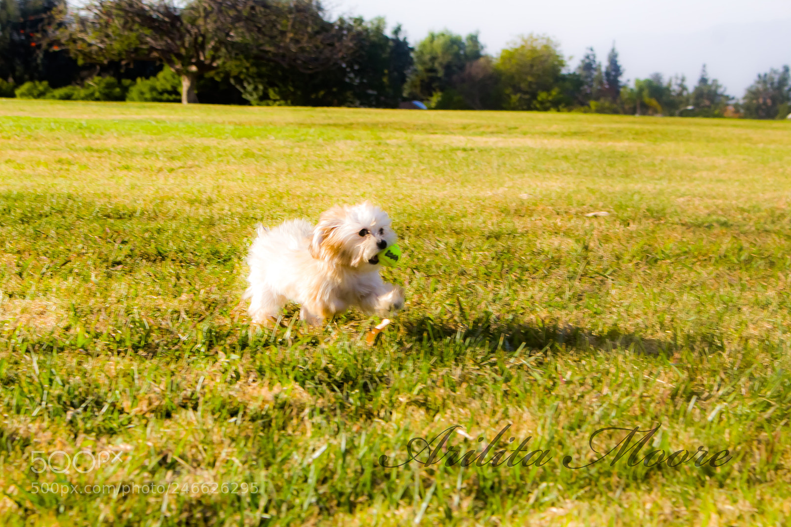 Canon EOS 100D (EOS Rebel SL1 / EOS Kiss X7) sample photo. A puppy and his photography
