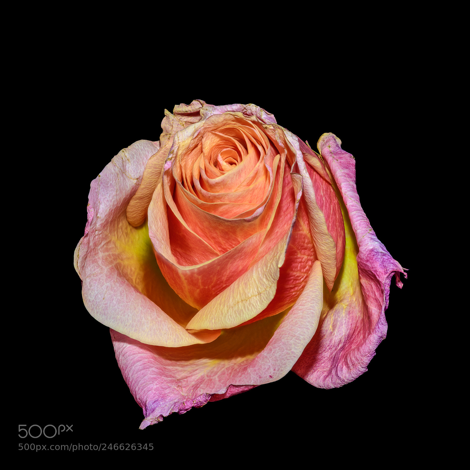 Nikon D810 sample photo. Ecuador rose photography