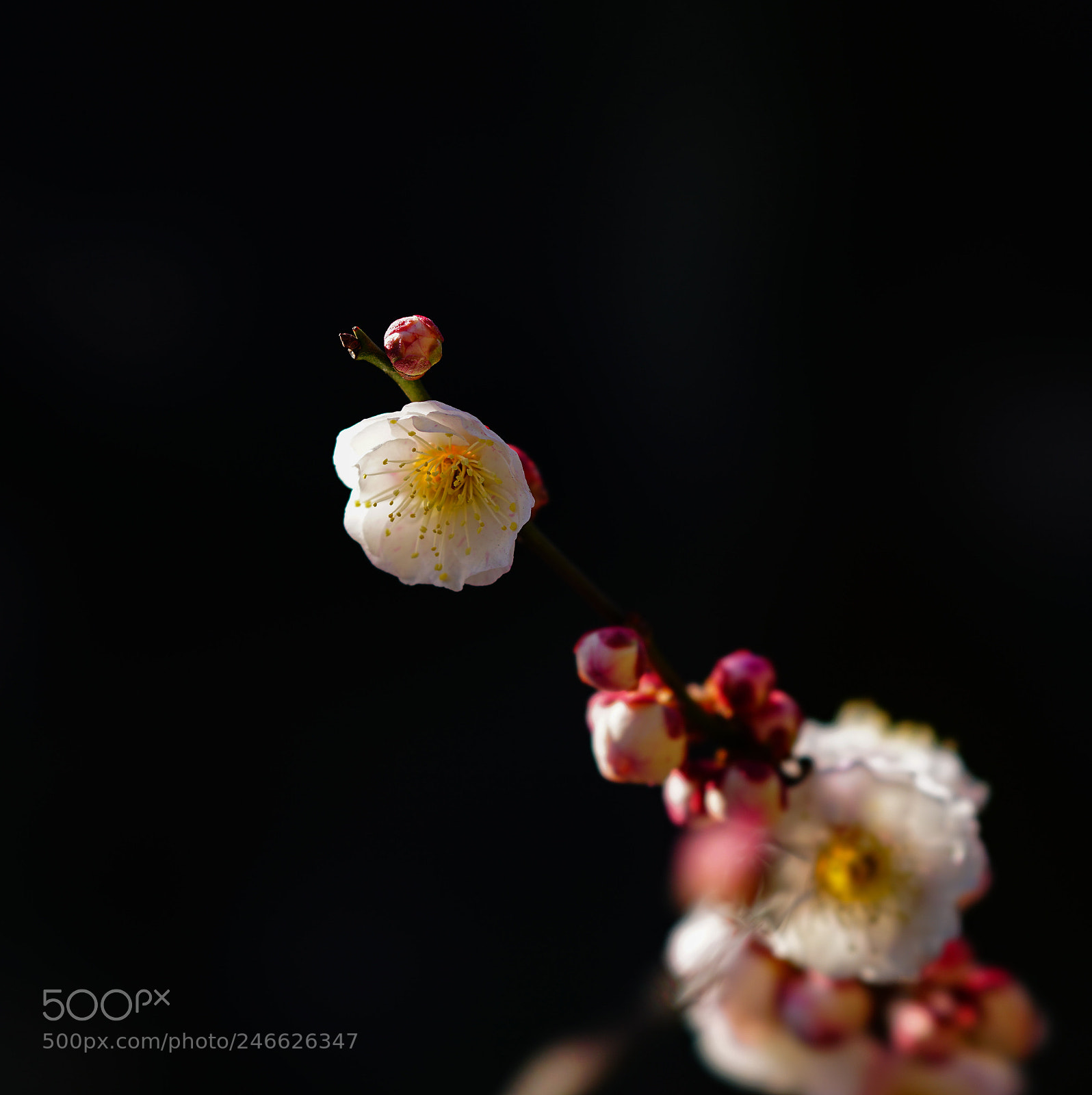 Sony a7R II sample photo. 浜離宮恩賜庭園の梅。 photography