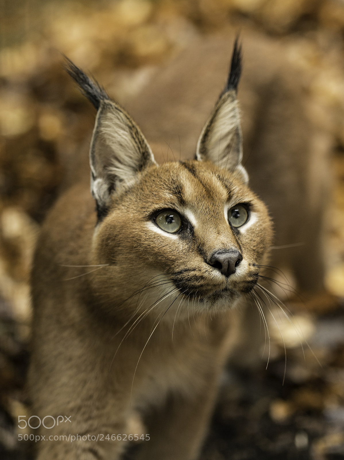 Nikon D5 sample photo. Caracal series photography