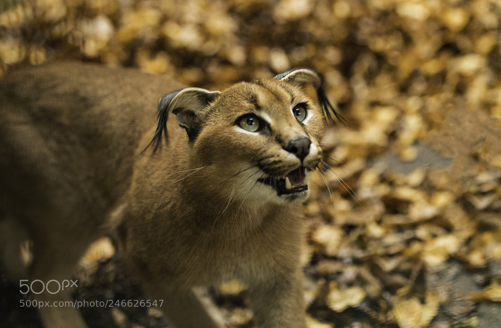 Nikon D5 sample photo. Caracal series photography