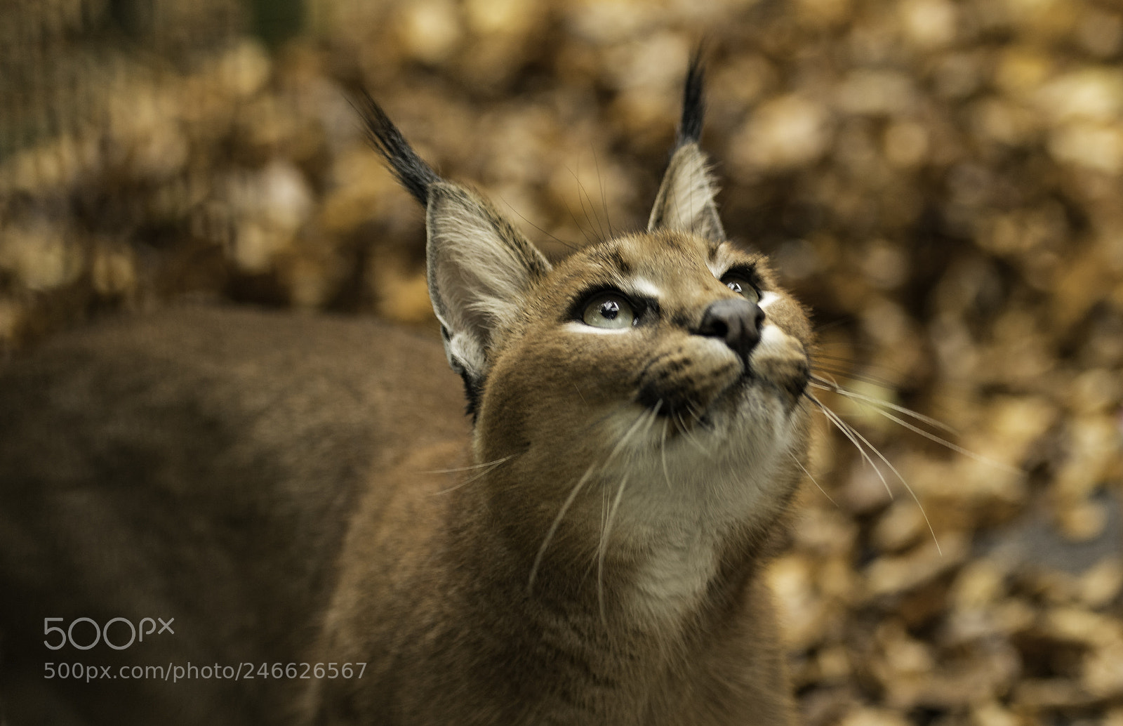 Nikon D5 sample photo. Caracal series photography