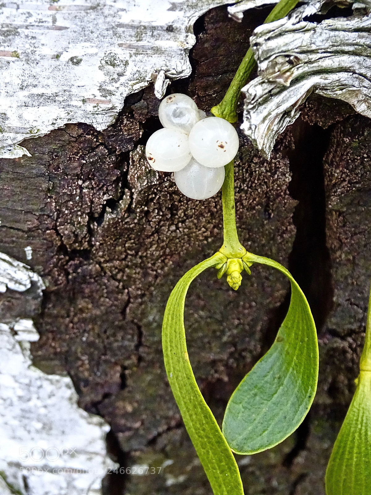 Sony Cyber-shot DSC-HX400V sample photo. Viscum album photography