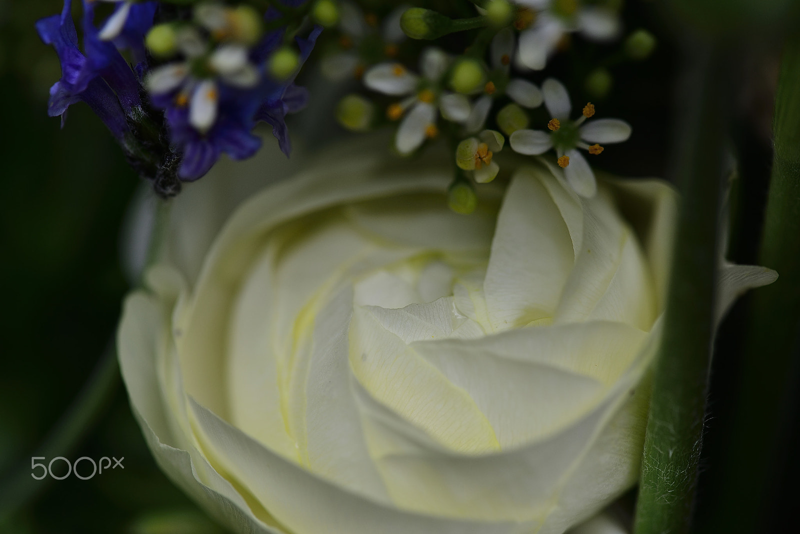 Nikon D800E + Nikon AF-S Micro-Nikkor 105mm F2.8G IF-ED VR sample photo. Flower reminiscent of cream mousse photography