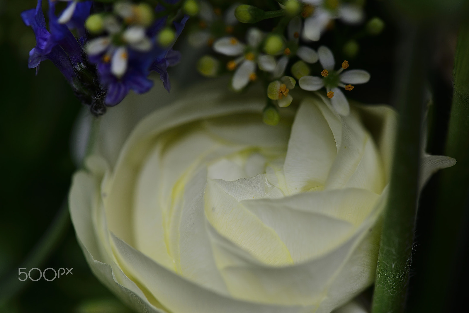 Nikon AF-S Micro-Nikkor 105mm F2.8G IF-ED VR sample photo. Flower reminiscent of cream mousse photography