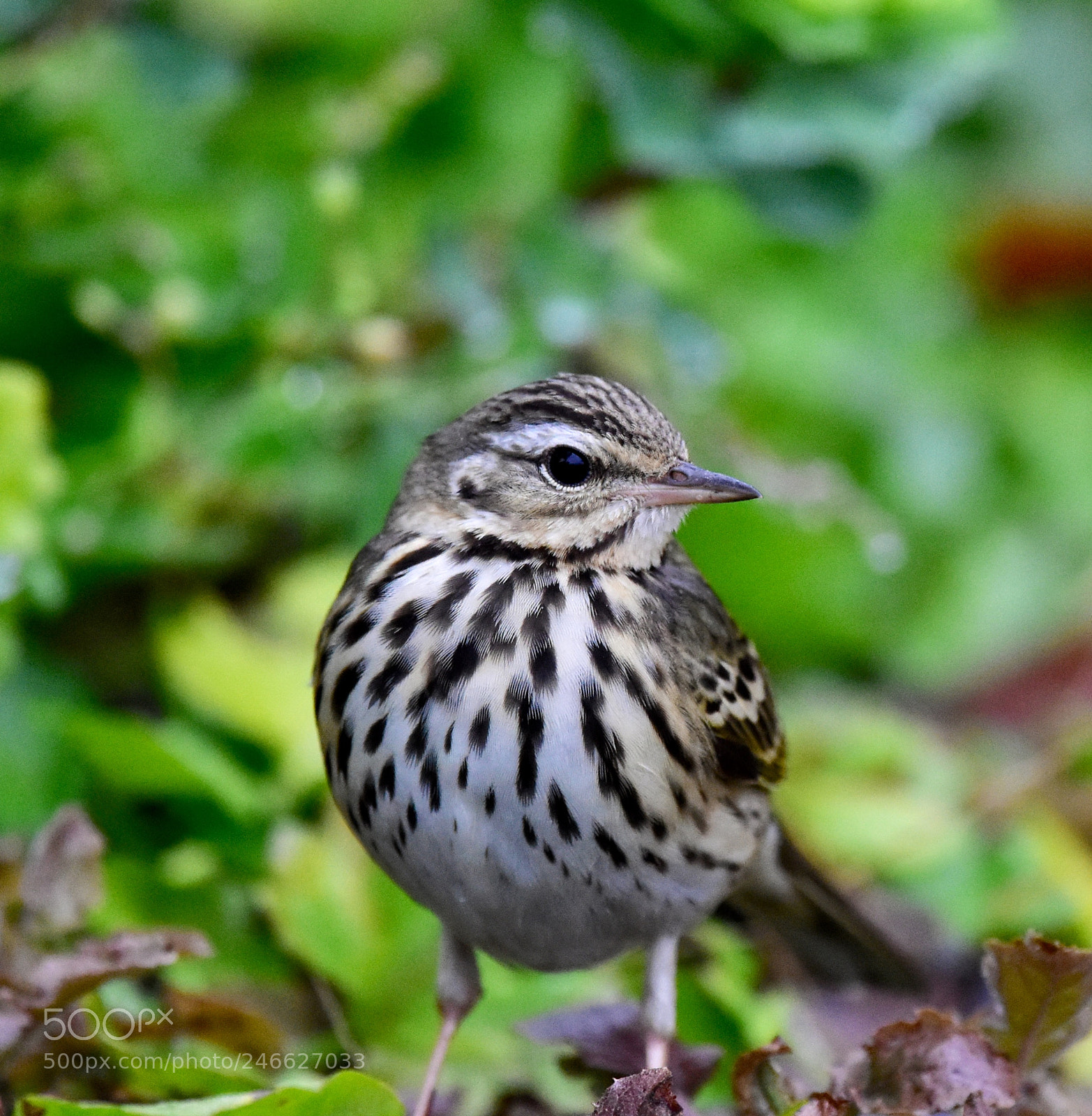 Nikon D7200 sample photo. Olive-backed pipit photography