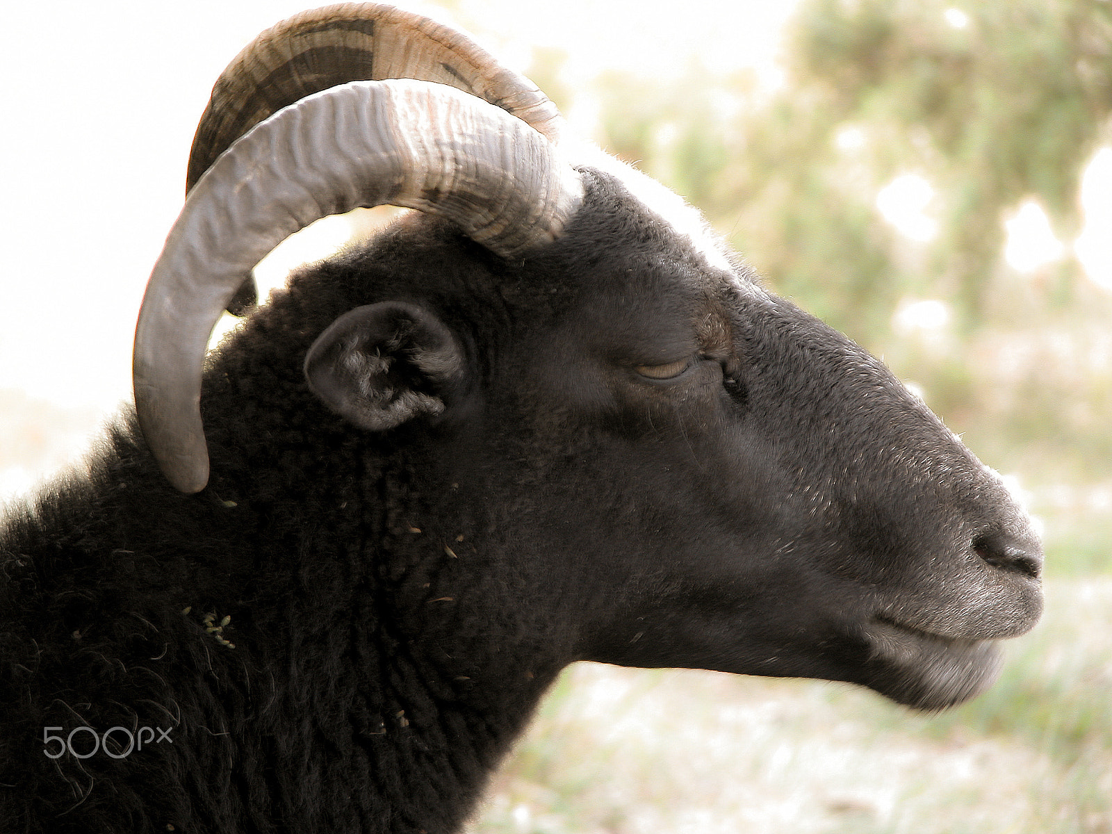 Nikon E5700 sample photo. A black and beautiful profile. photography