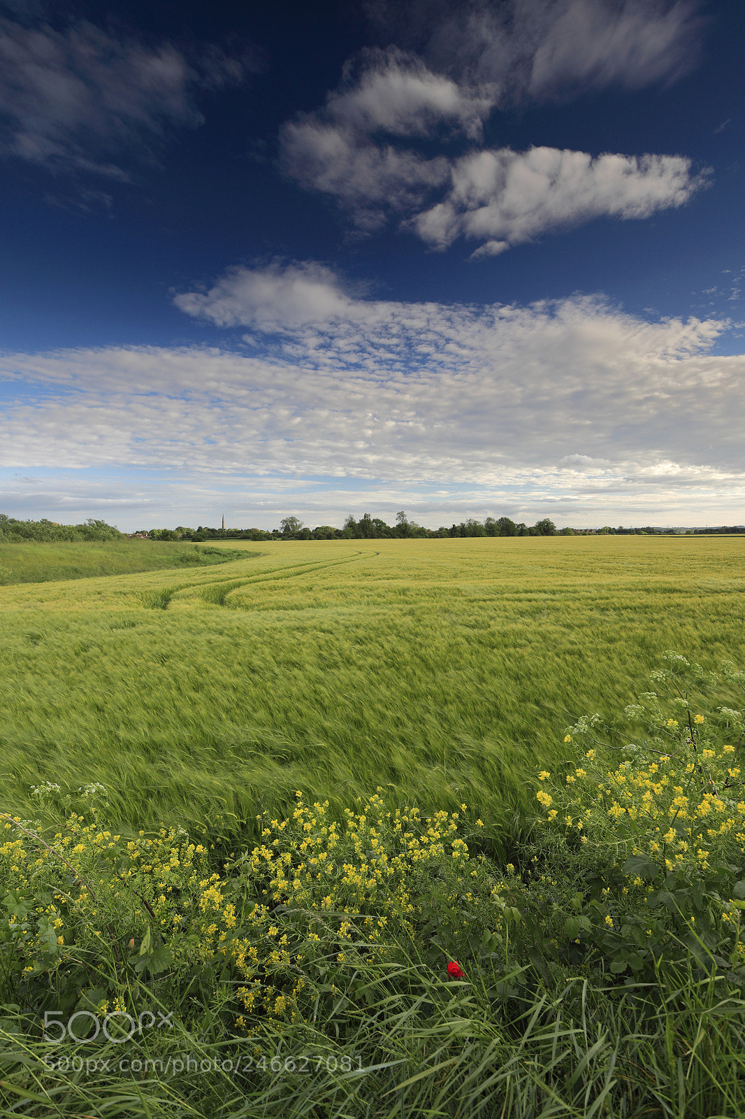 Canon EOS 5D Mark II sample photo. Summer barley crop in photography