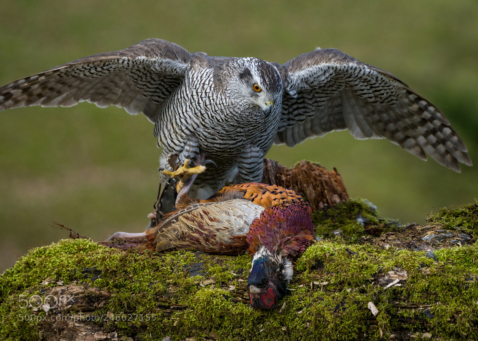 Sony a6300 sample photo. Goshawk photography
