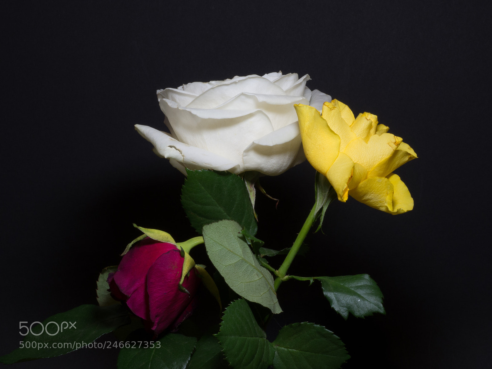 Olympus OM-D E-M10 II sample photo. Three roses photography