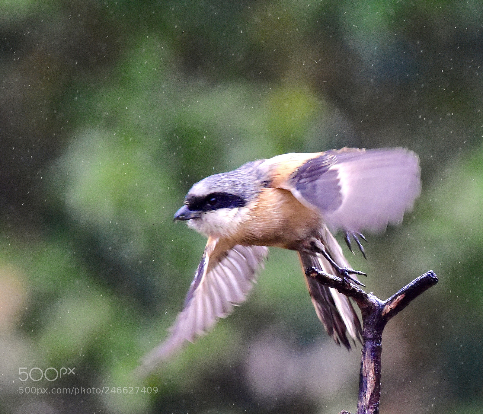 Nikon D7200 sample photo. 雨中觅食的伯劳 photography