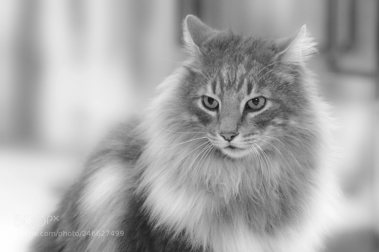 Nikon D800 sample photo. Where is my food ? photography