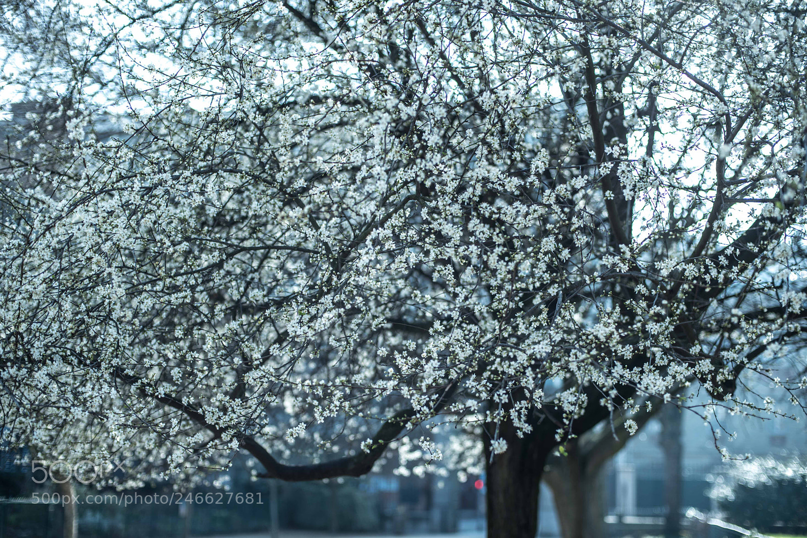 Nikon D750 sample photo. Spring is coming photography