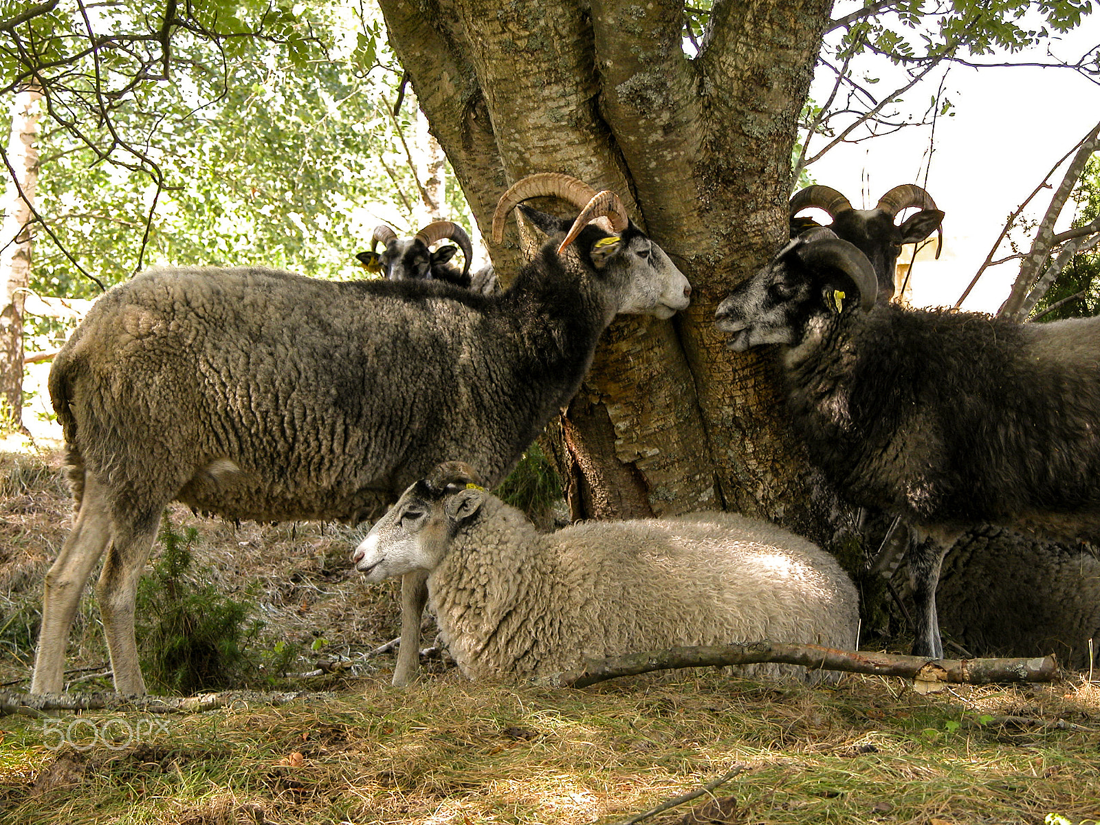 Nikon E5700 sample photo. A few sheep by a tree. photography