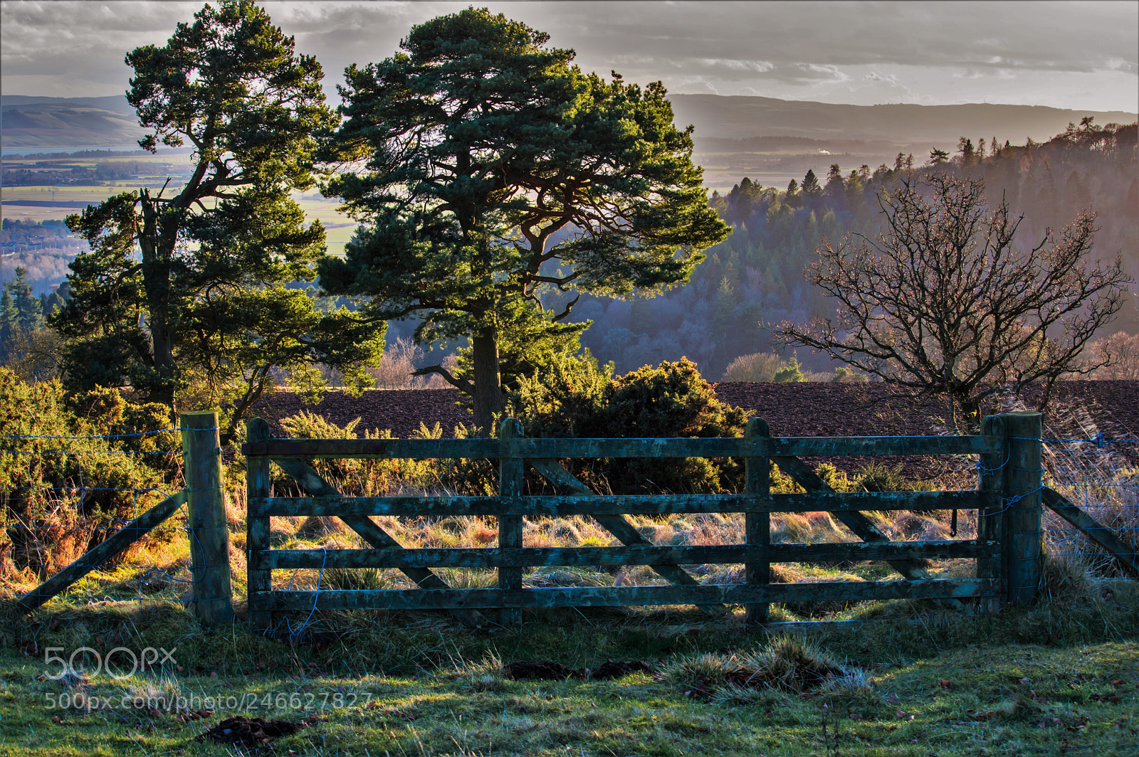 Pentax K-3 sample photo. Efforts trees gate photography