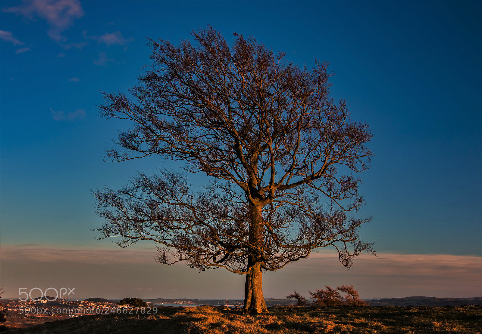 Pentax K-3 sample photo. Lone tree efforts x photography