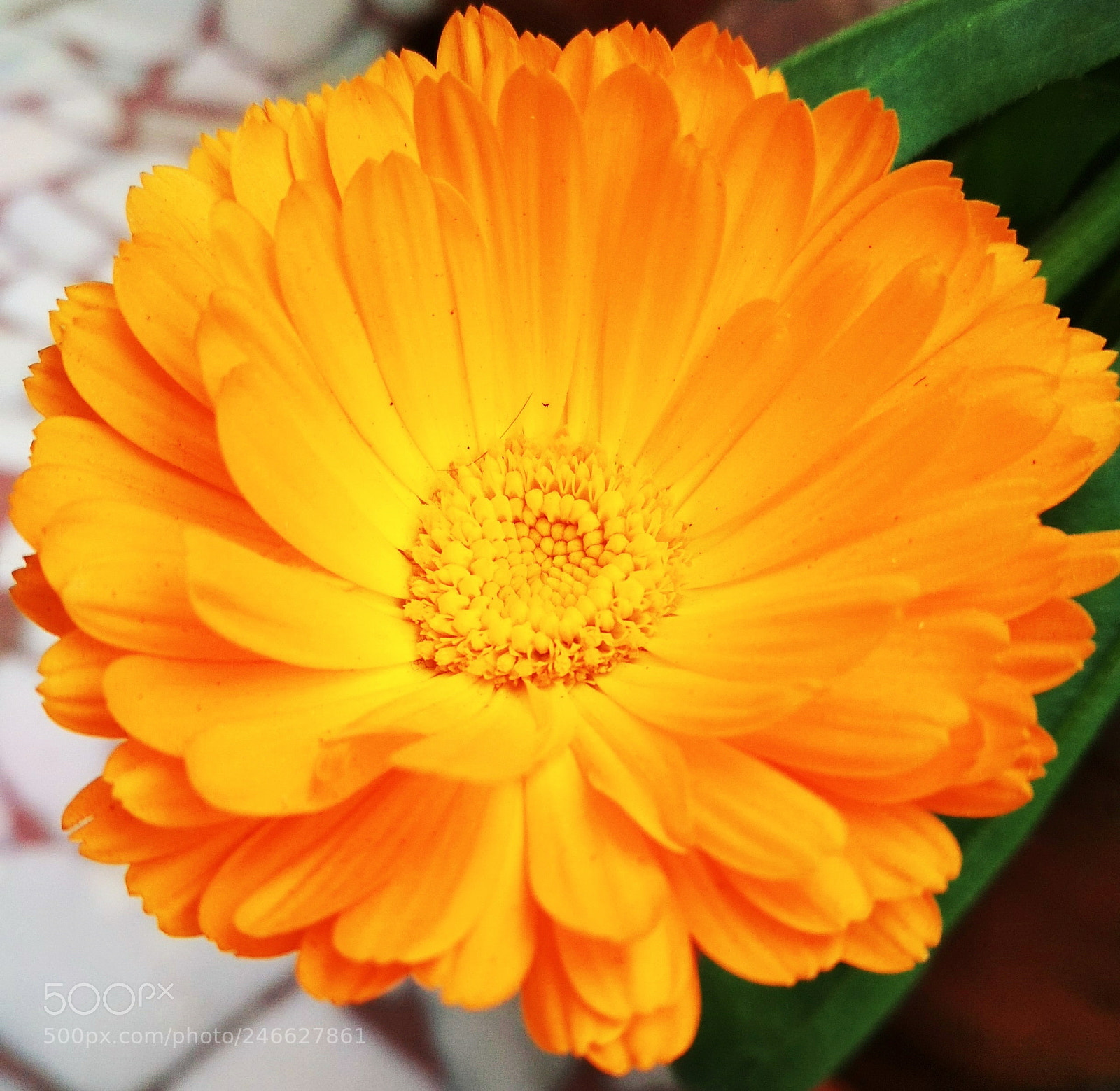 Xiaomi Redmi 4 Pro sample photo. Blossom photography