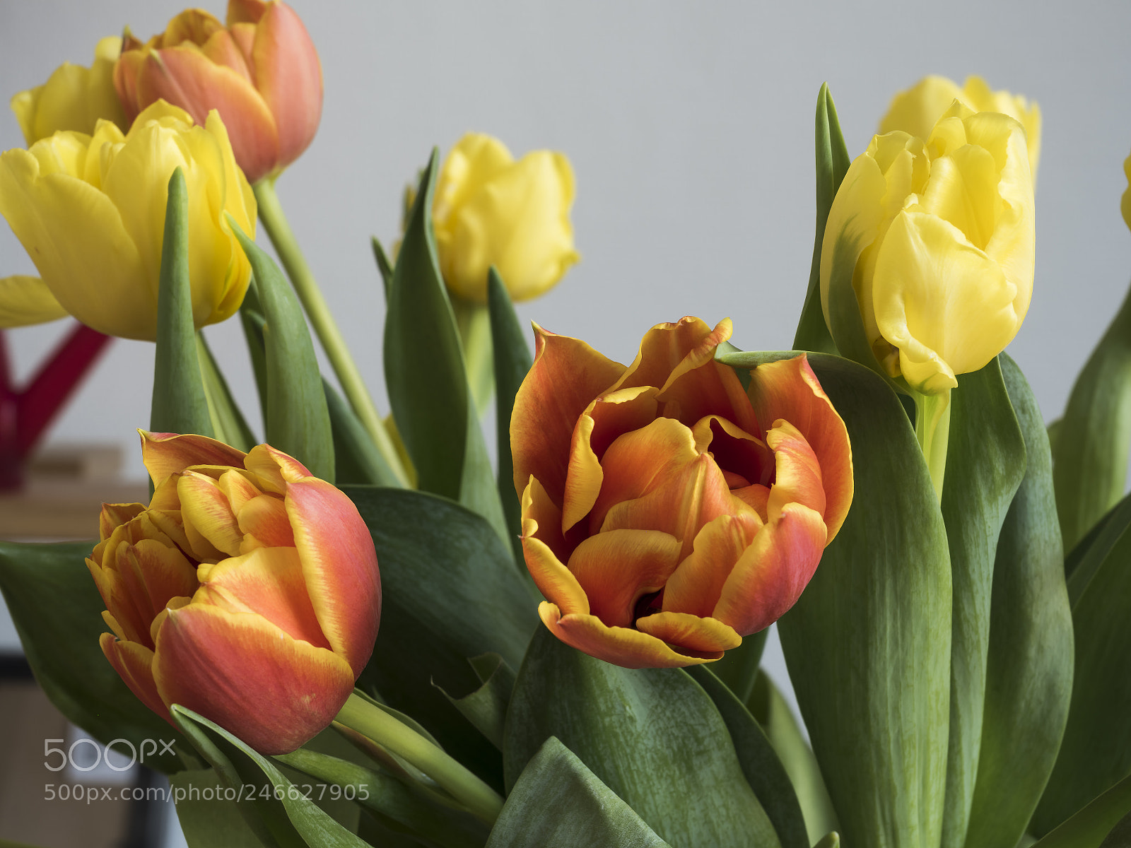 Olympus OM-D E-M5 II sample photo. Birthday tulips photography