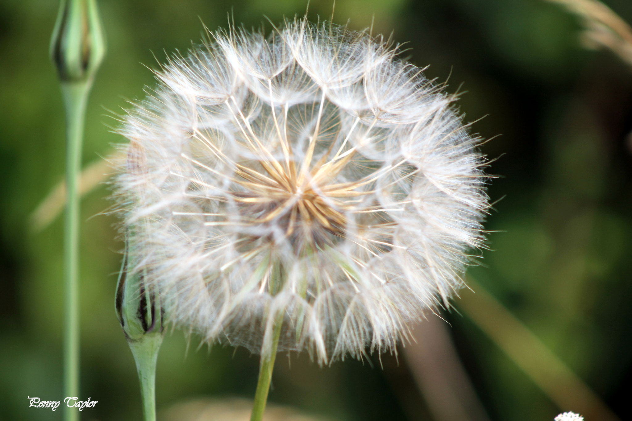 Canon EOS 1100D (EOS Rebel T3 / EOS Kiss X50) + EF75-300mm f/4-5.6 sample photo. Dandelion head photography