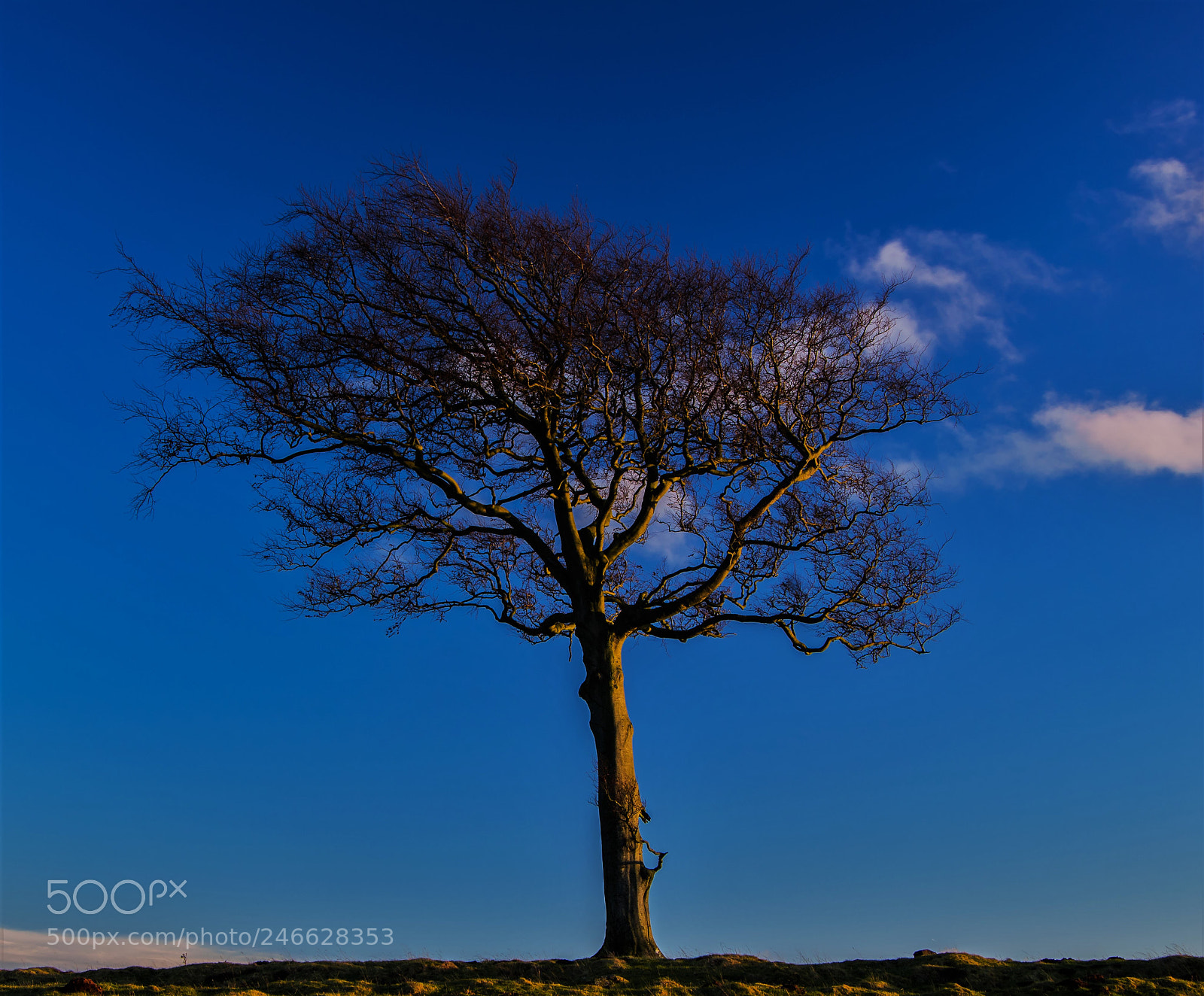 Pentax K-3 sample photo. Lone tree efforts photography