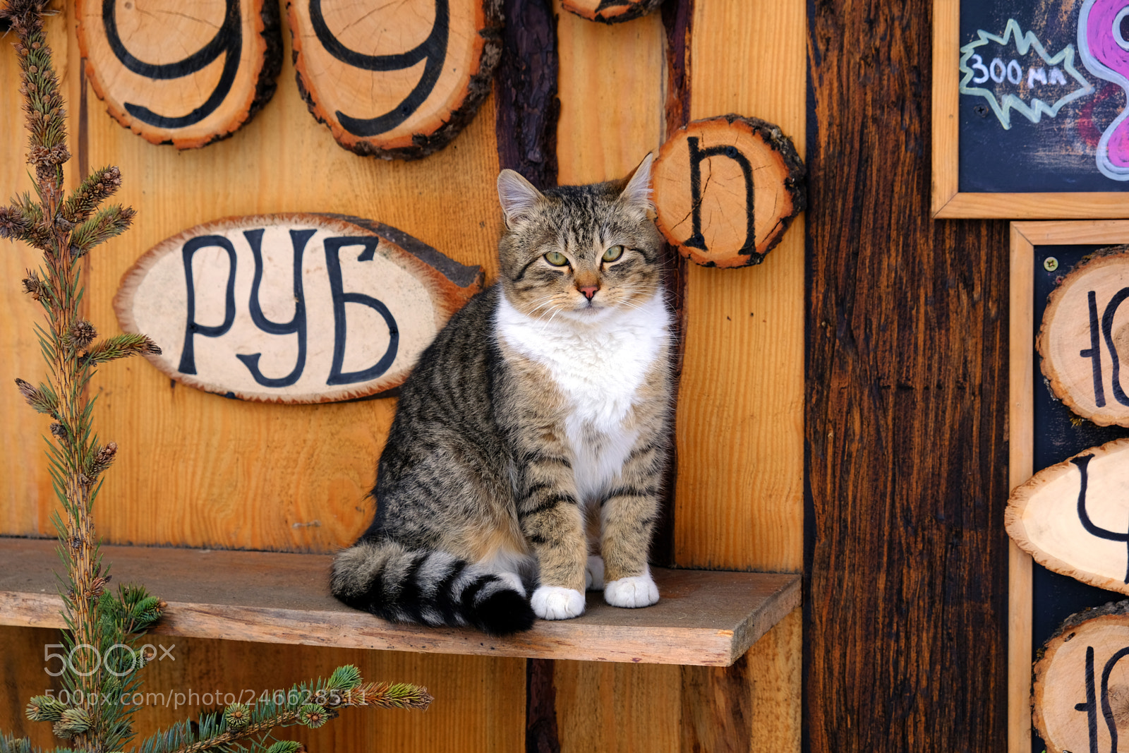 Fujifilm X-T20 sample photo. Cat - assistant to photography