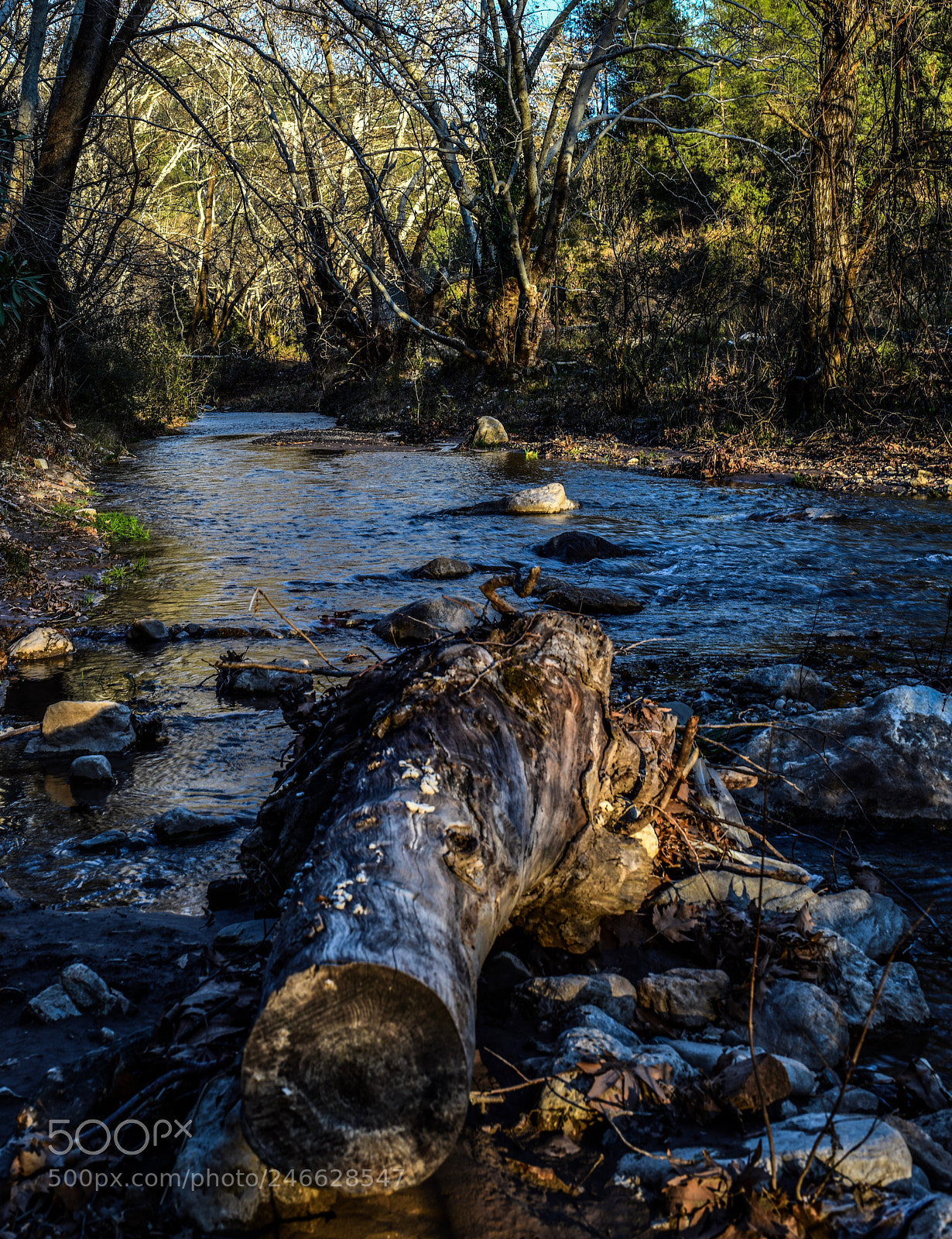 Nikon D850 sample photo. Trunk photography