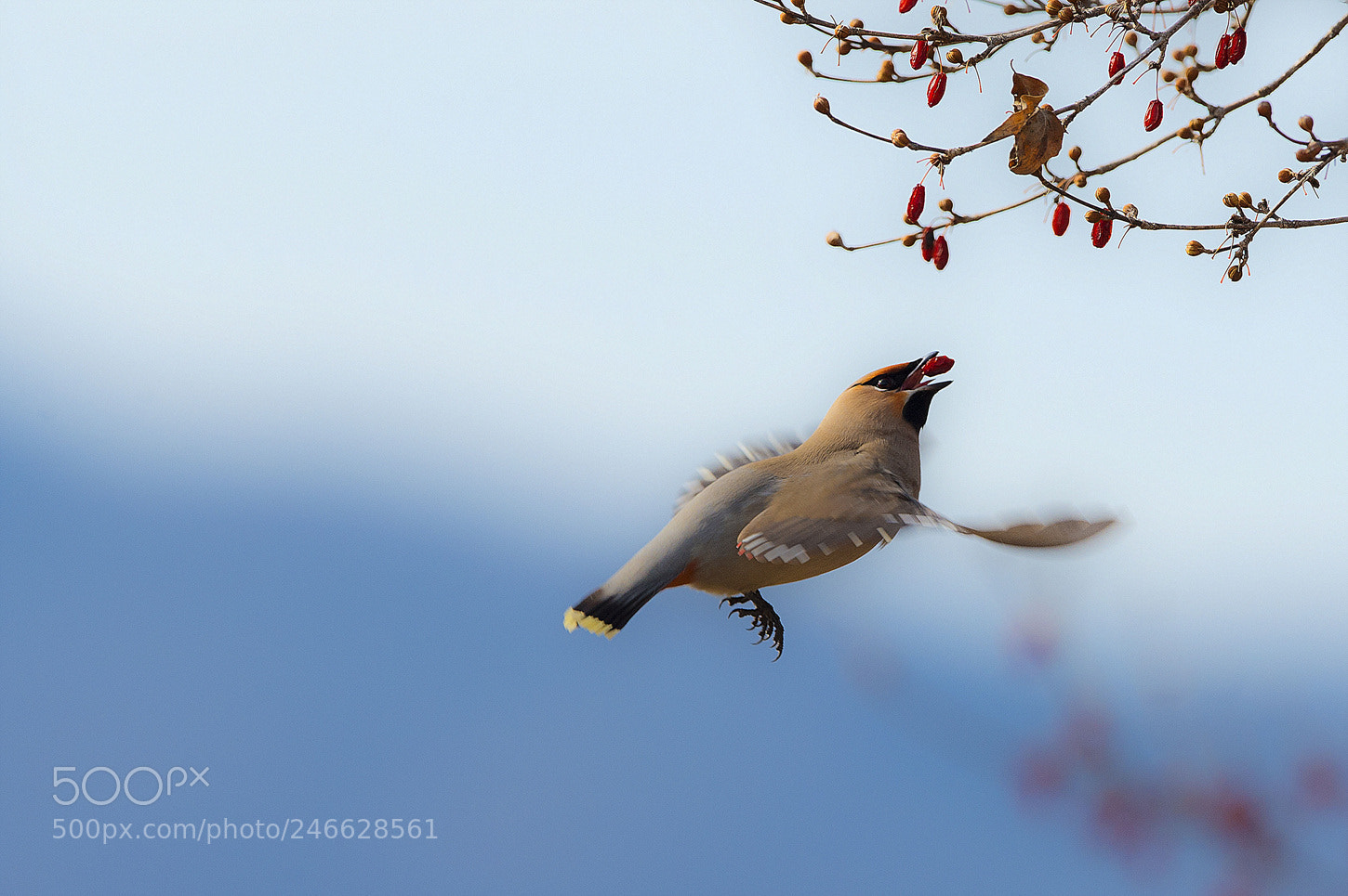 Nikon D4 sample photo. 황여새 photography
