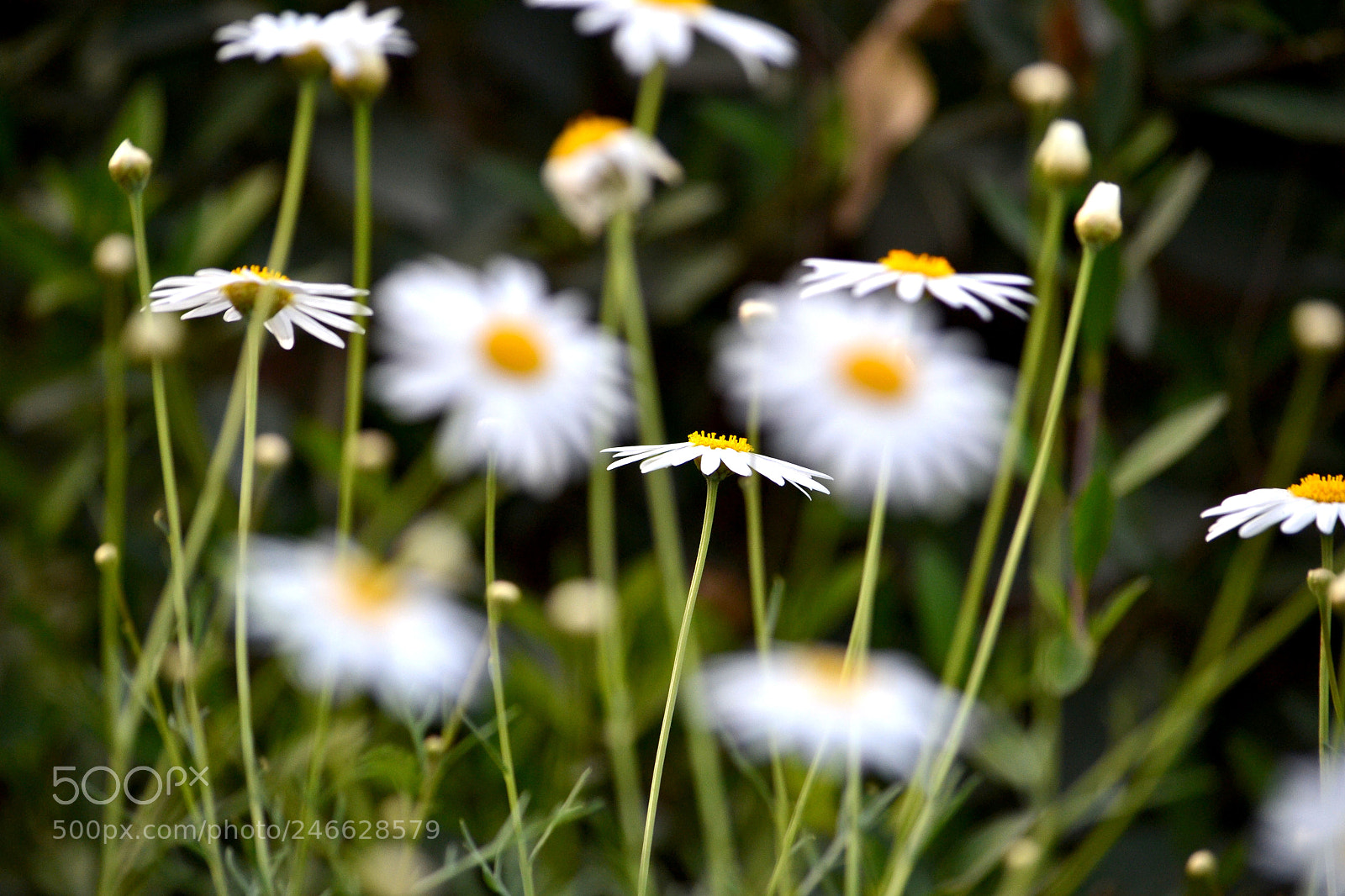 Nikon D3100 sample photo. Untitled photography