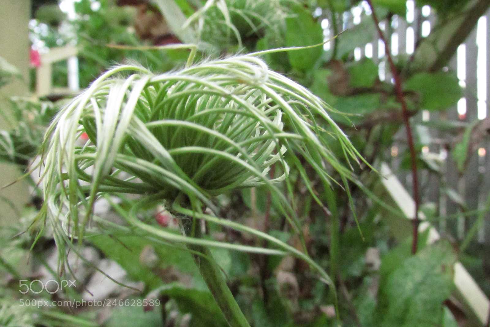 Canon PowerShot SX500 IS sample photo. Green photography