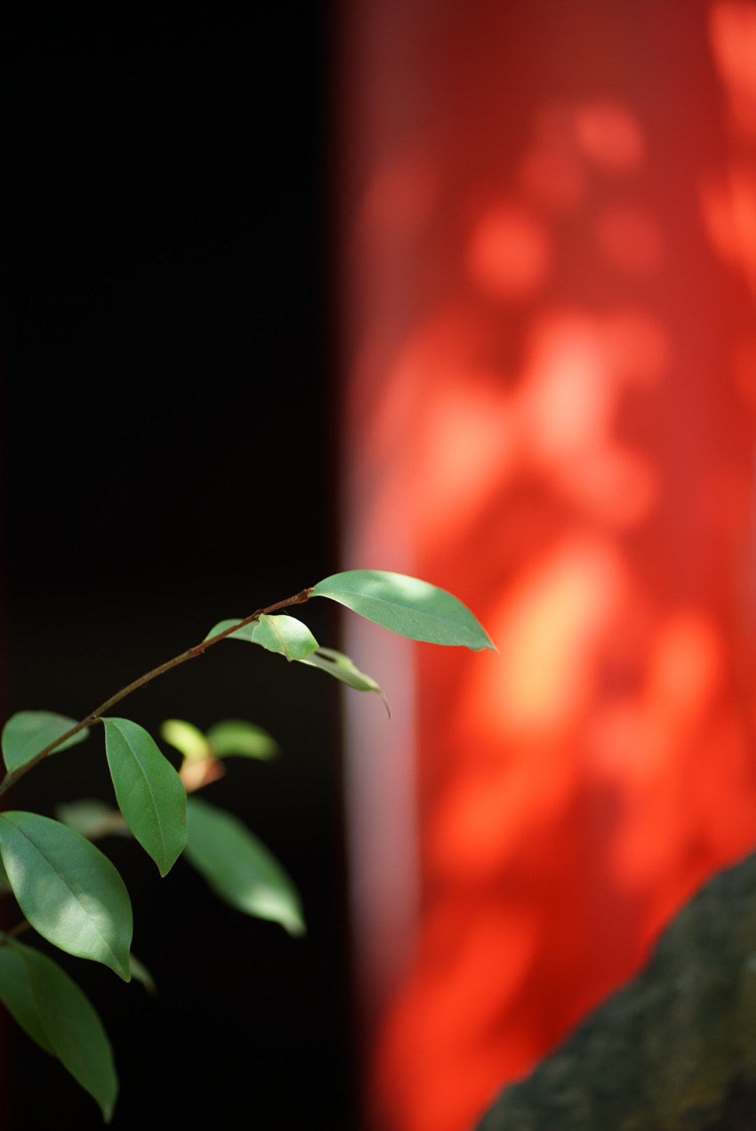 ZEISS Batis 85mm F1.8 sample photo