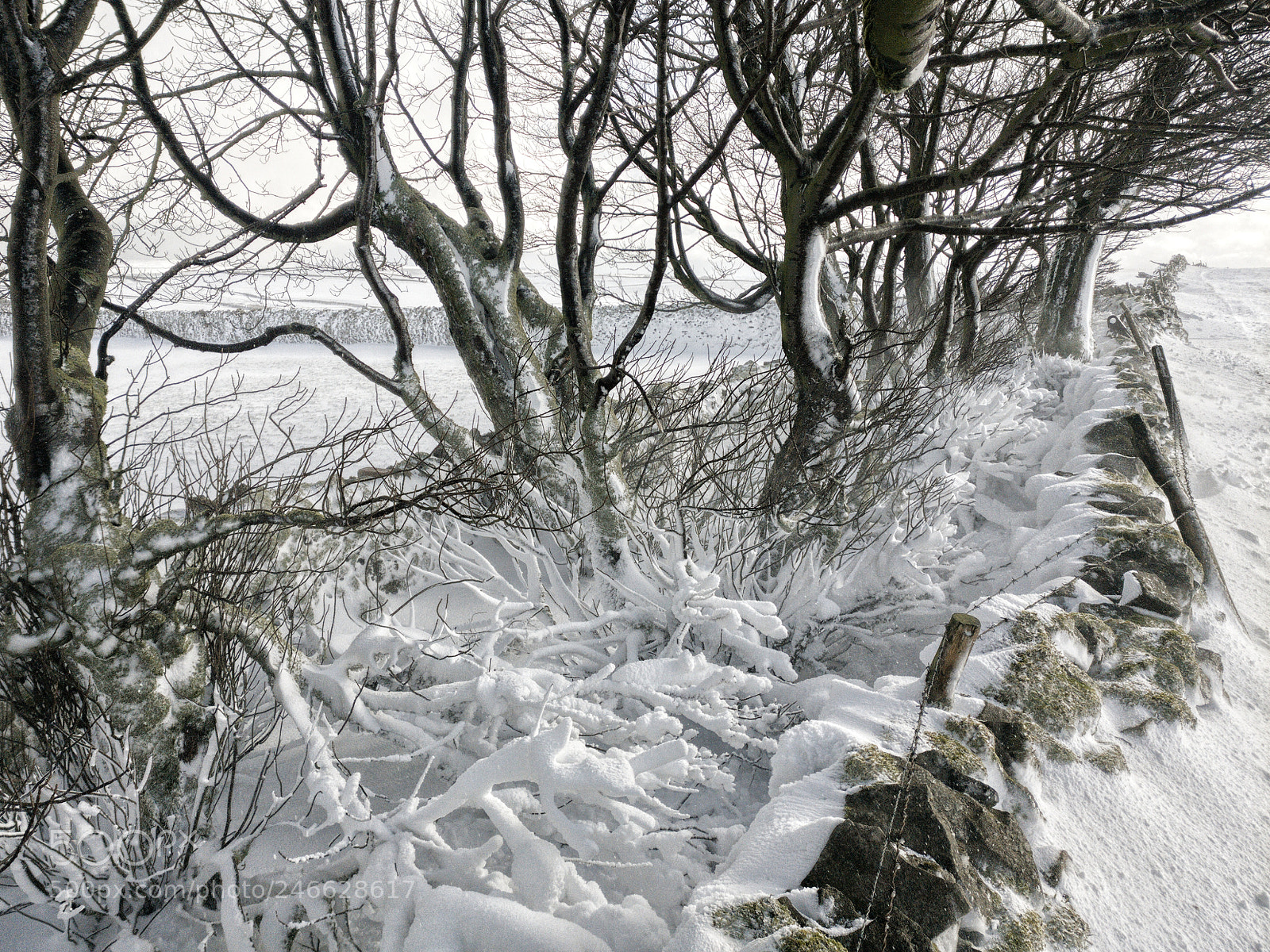 OnePlus A3003 sample photo. Snowy trees photography