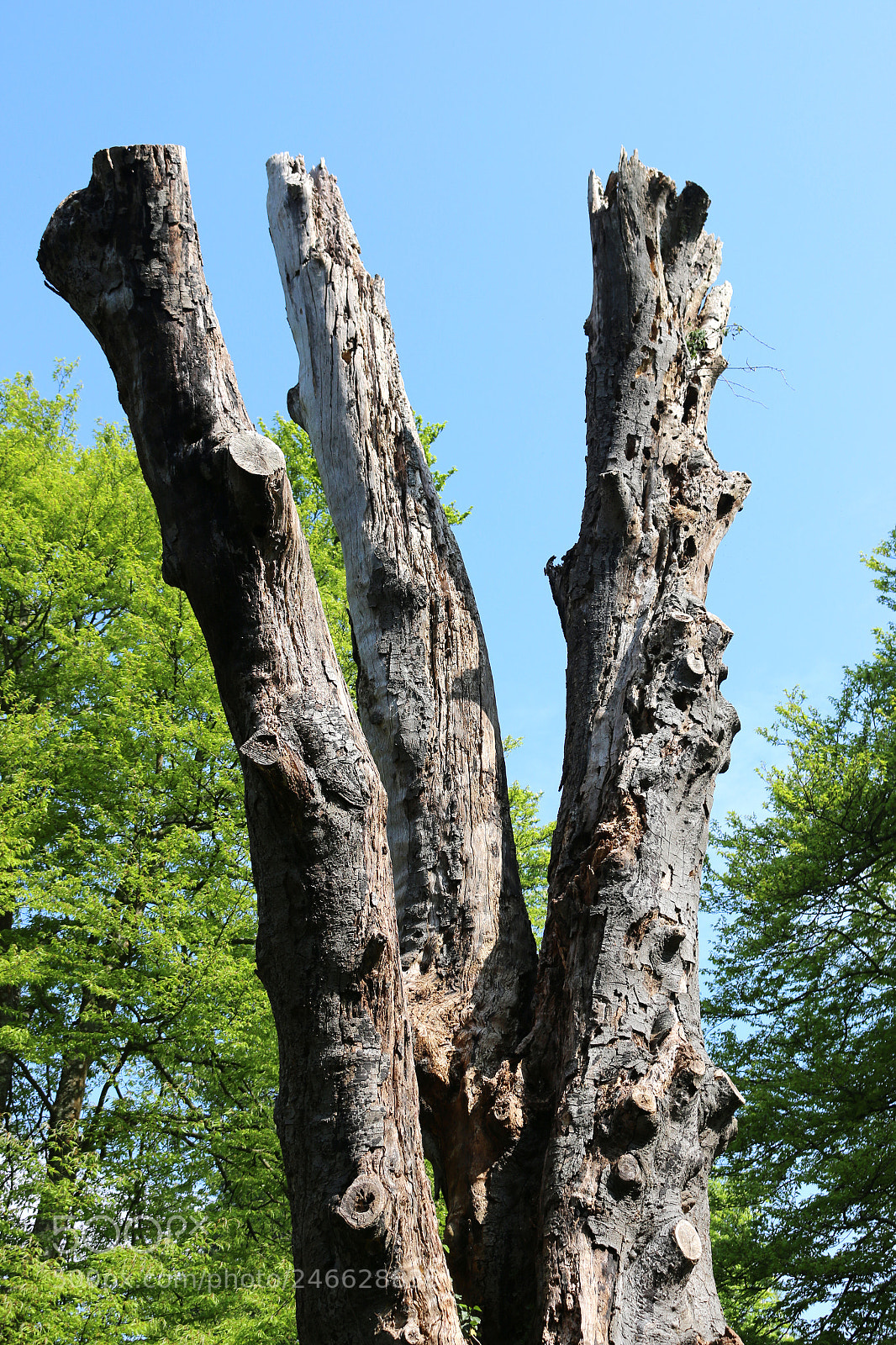 Canon EOS 70D sample photo. Sunlight on tree trunk photography