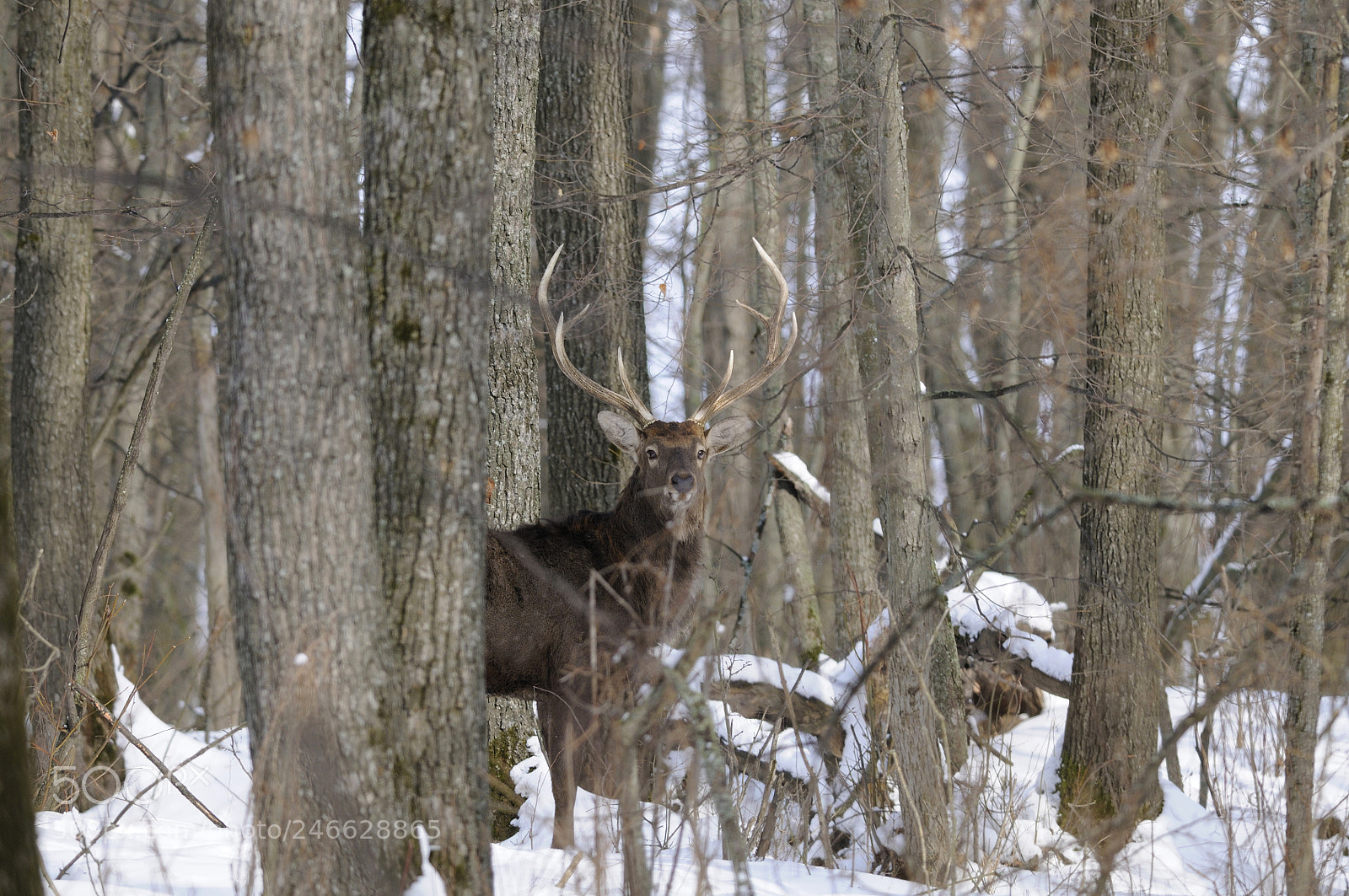 Nikon D300S sample photo. Boss of forest photography