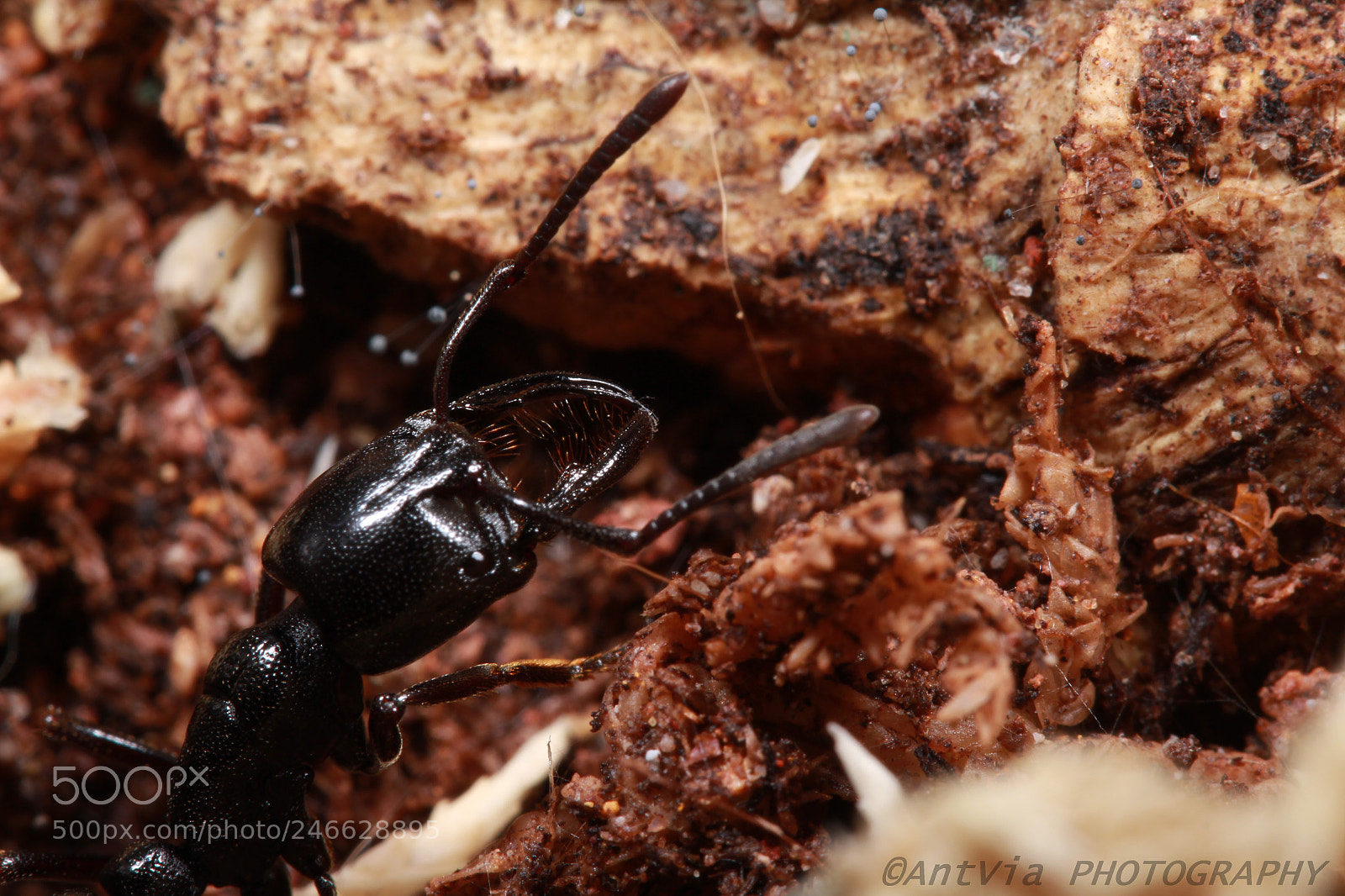 Canon EF-S 60mm F2.8 Macro USM sample photo. Plectroctena mandibularis photography