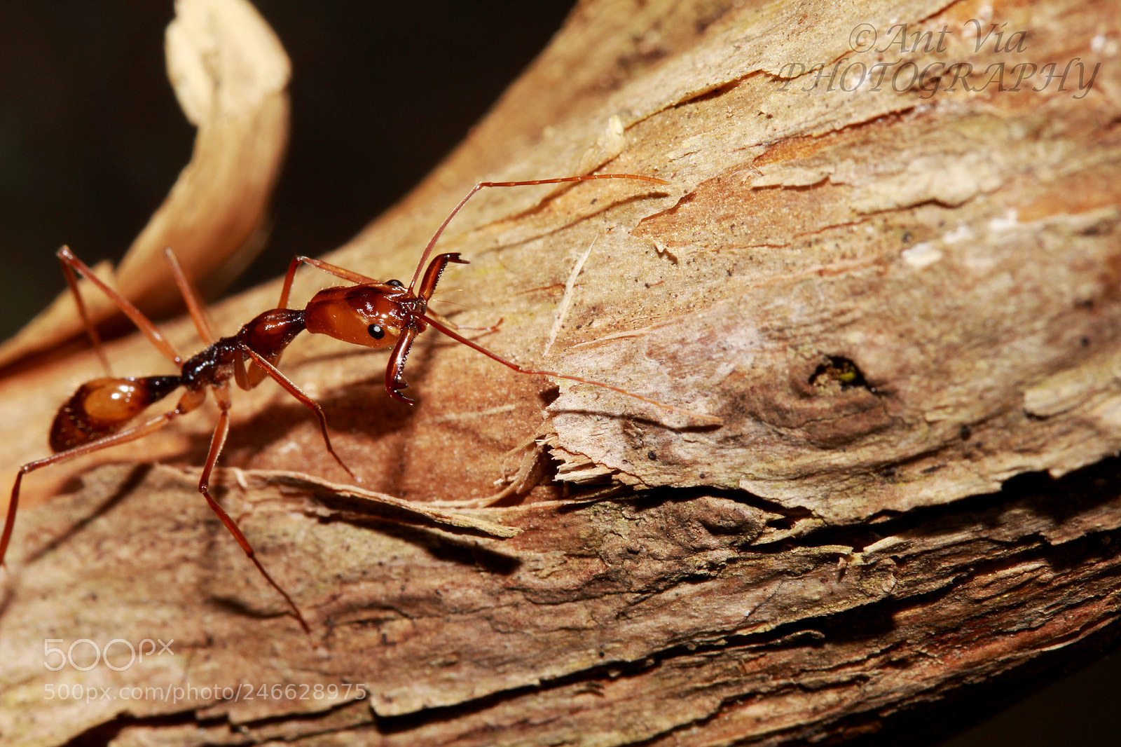 Canon EOS 700D (EOS Rebel T5i / EOS Kiss X7i) sample photo. Odontomachus hastatus photography