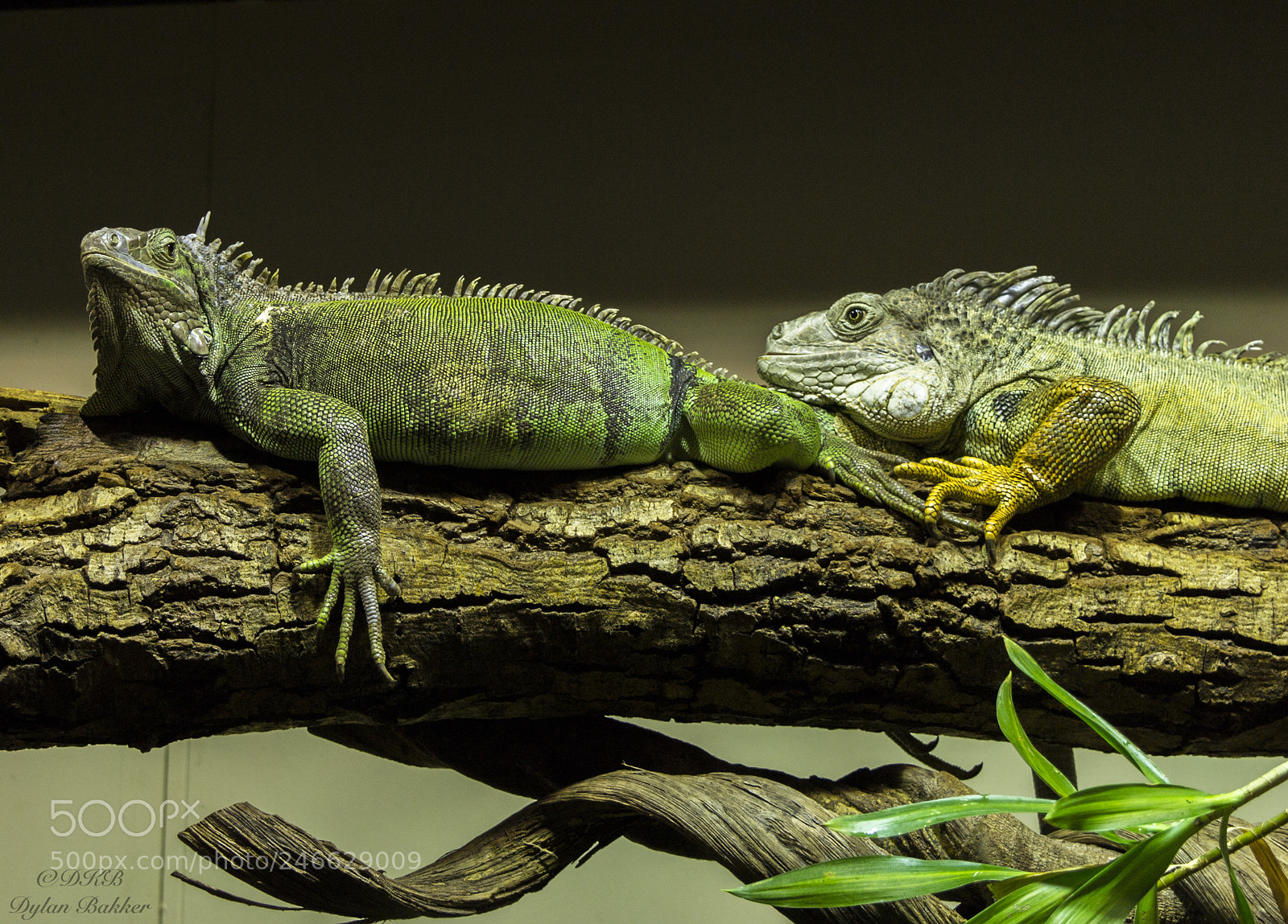 Nikon D3100 sample photo. Ilguana s in the photography